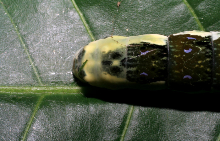 Figura 8. Larva <i>Heraclides pallas</i></i> (Papilionidae), último estadio posición dorsal colita, mide 55 mm aproximadamente. Planta hospedera <i>Angostura granulosa)</i></i> (Rutaceae). Voucher: 06-SRNP-32089-DHJ413195.jpg.