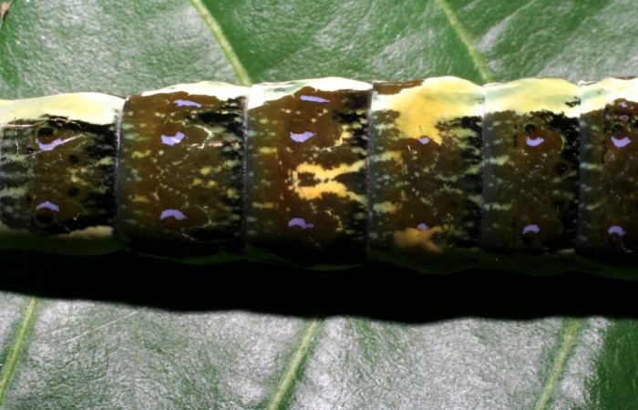 Figura 6. Larva <i>Heraclides pallas</i></i> (Papilionidae), último estadio posición dorsal, mide 55 mm aproximadamente. Planta hospedera <i>Angostura granulosa)</i></i> (Rutaceae). Voucher: 06-SRNP-32089- DHJ413196.jpg. 
