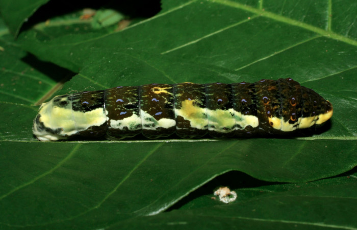 Figura 9. Larva <i>Heraclides pallas</i></i> (Papilionidae), último estadio posición lateral, mide 55 mm aproximadamente. Planta hospedera <i>Angostura granulosa)</i></i> (Rutaceae). Voucher: 06-SRNP-32089-DHJ413198.jpg.