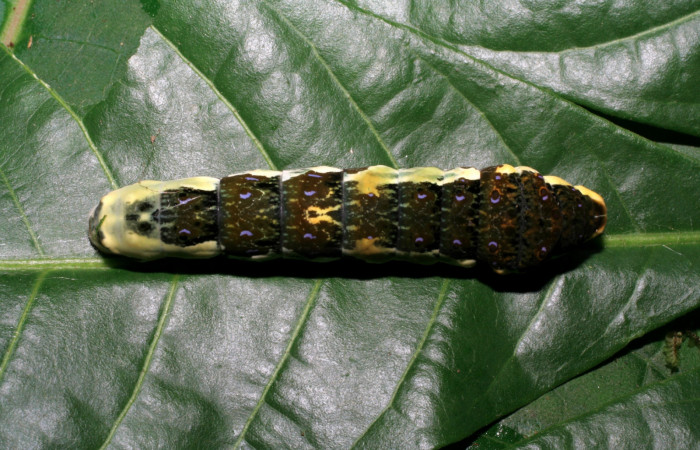 Figura 10. Larva <i>Heraclides pallas</i></i> (Papilionidae), último estadio posición dorsal, mide 55 mm aproximadamente. Planta hospedera <i>Angostura granulosa)</i></i> (Rutaceae). Voucher: 06-SRNP-32089-DHJ413199.jpg.