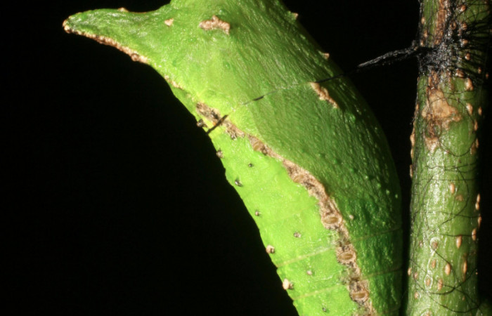 Figura 11. Pupa <i>Heraclides pallas</i></i> (Papilionidae), posición lateral, mide 36 mm aproximadamente. Planta hospedera <i>Angostura granulosa)</i></i> (Rutaceae). Voucher: 06-SRNP-45808-DHJ414939.jpg.
