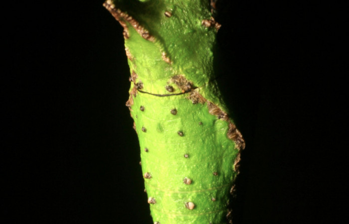 Figura 12. Pupa <i>Heraclides pallas</i></i> (Papilionidae), posición dorsal, mide 36 mm aproximadamente. Planta hospedera <i>Angostura granulosa)</i></i> (Rutaceae). Voucher: 06-SRNP-45808-DHJ414940.jpg.