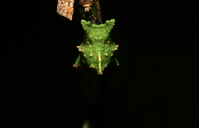Figura 13. Pupa <i>Heraclides pallas</i></i> (Papilionidae), posición frontal, mide 36 mm aproximadamente. Planta hospedera <i>Angostura granulosa)</i></i> (Rutaceae). Voucher: 06-SRNP-45808-DHJ414944.jpg.