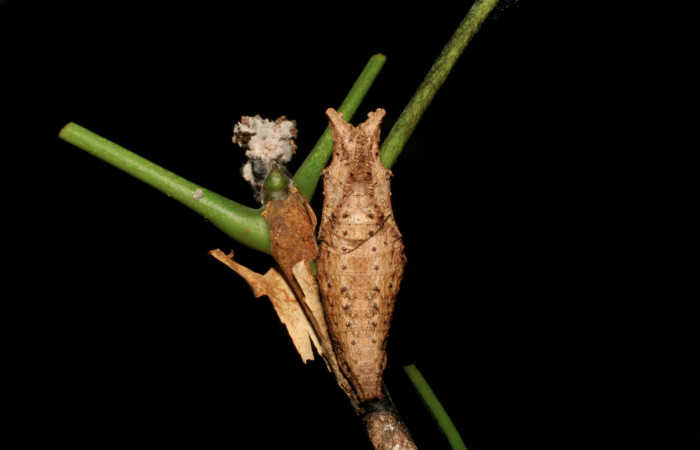 Figura 14. Pupa <i>Heraclides pallas</i></i> (Papilionidae), posición dorsal, mide 38 mm aproximadamente. Planta hospedera <i>Angostura granulosa)</i></i> (Rutaceae). Voucher: 06-SRNP-56575-DHJ415130.jpg.