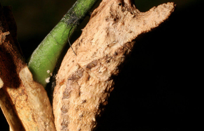 Figura 15. Pupa <i>Heraclides pallas</i></i> (Papilionidae), posición dorsal, mide 38 mm aproximadamente. Planta hospedera <i>Angostura granulosa)</i></i> (Rutaceae). Voucher: 06-SRNP-56575-DHJ415131.jpg.