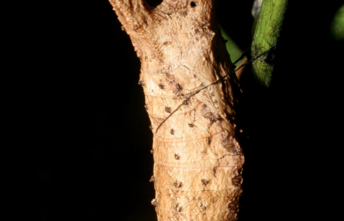 Figura 16. Pupa <i>Heraclides pallas</i></i> (Papilionidae), posición dorsal, mide 38 mm aproximadamente. Planta hospedera <i>Angostura granulosa)</i></i> (Rutaceae). Voucher: 06-SRNP-56575-DHJ415134.jpg.