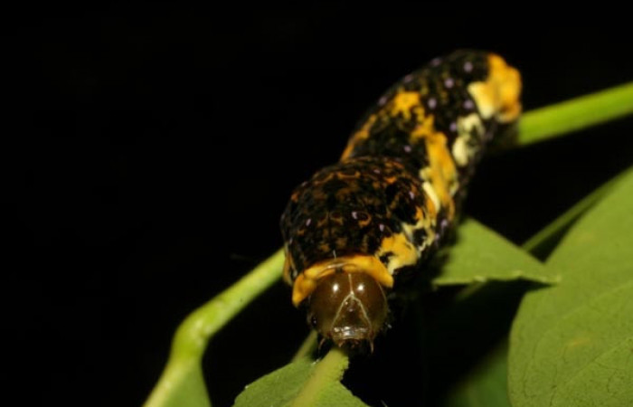 Figura 1. Larva <i>Heraclides pallas</i></i> (Papilionidae), último estadio posición frontal, mide 43 mm aproximadamente. Planta hospedera <i>Pilocarpus racemosus)</i></i> (Rutaceae). Voucher: 06-SRNP-56737-DHJ415145.jpg.