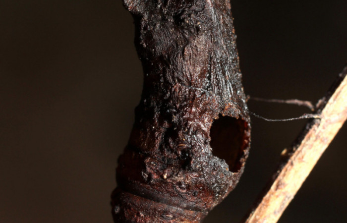 Figura 23. Pupa de <i>Heraclides autocles</i></i> (Papilionidae) con hueco por donde salió un parásito de (Tachinidae), posición normal. Voucher: 10-SRNP-4740-DHJ498045.jpg.