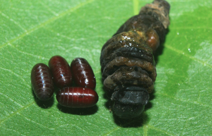 Figura 21. Puparios de parásitos (Tachinidae), mide 6 milímetros, posición normal, que salieron de <i>Heraclides autocles</i></i> (Papilionidae). Voucher: 16-SRNP-71321-DHJ733251.jpg.