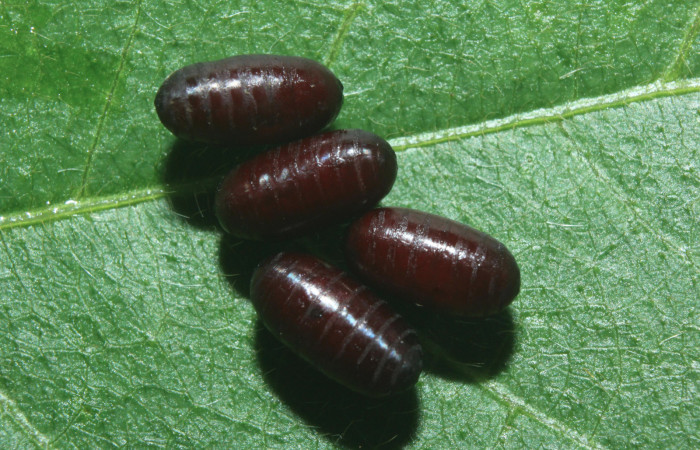 Figura 22. Puparios de parásitos (Tachinidae), mide 6 milímetros, posición normal, que salieron de <i>Heraclides autocles</i></i> (Papilionidae). Voucher: 16-SRNP-71321-DHJ733253.jpg.