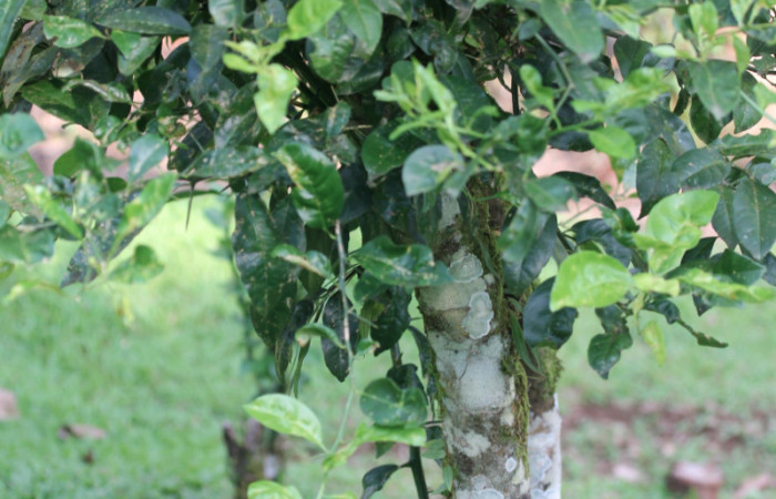 Figura 29.Plantas hospederas <i>Citrus limetta</i></i> (introducido), (Rutaceae). Donde se está alimentando la larva de <i>Heraclides pallas</i></i> (Papilionidae), parte enfocada tronco.