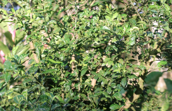 Figura 30.Plantas hospederas <i>Citrus limetta</i></i> (introducido), (Rutaceae). Donde se  está alimentando la larva de <i>Heraclides pallas</i></i> (Papilionidae), parte enfocada arbusto.