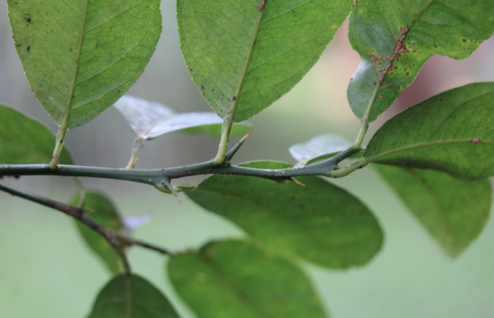 Figura 31.Plantas hospederas <i>Citrus limetta</i></i> (introducido), (Rutaceae). Donde se  está alimentando la larva de <i>Heraclides pallas</i></i> (Papilionidae), parte enfocada rama.