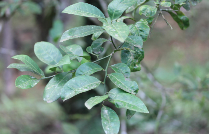 Figura 32.Plantas hospederas <i>Citrus limetta</i></i> (introducido), (Rutaceae). Donde se  está alimentando la larva de <i>Heraclides pallas</i></i> (Papilionidae), parte enfocada rama.