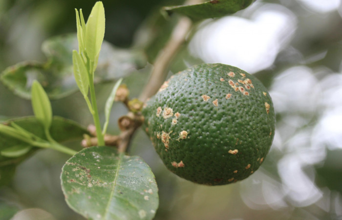 Figura 33.Plantas hospederas <i>Citrus limetta</i></i> (introducido), (Rutaceae). Donde se  está alimentando la larva de <i>Heraclides pallas</i></i> (Papilionidae), parte enfocada fruto.