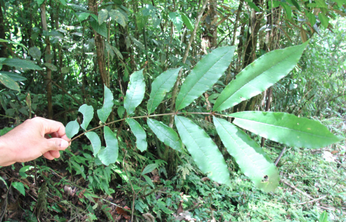 Figura 24. Plantas hospederas <i>Zanthoxylum melanostictum</i></i> (Rutaceae). Donde se está alimentando larva de <i>Heraclides pallas</i></i> (Papilionidae), parte enfocada rama.