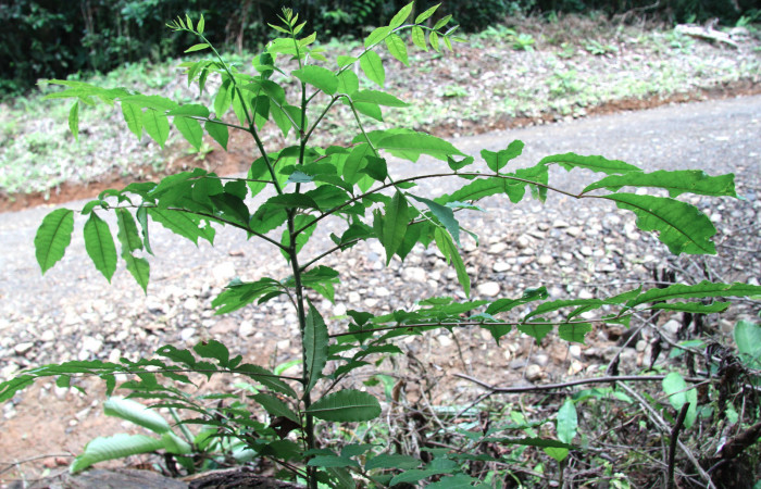 Figura 25.Plantas hospederas <i>Zanthoxylum melanostictum</i></i> (Rutaceae). Donde se  está alimentando la larva de <i>Heraclides pallas</i></i> (Papilionidae), parte enfocada arbusto.