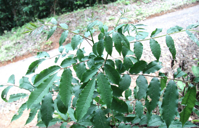 Figura 26.Plantas hospederas <i>Zanthoxylum melanostictum</i></i> (Rutaceae). Donde se  está alimentando la larva de <i>Heraclides pallas</i></i> (Papilionidae), parte enfocada arbusto.