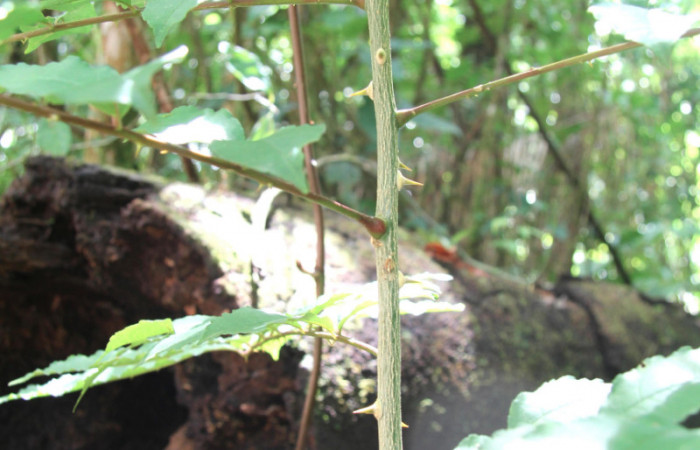 Figura 27.Plantas hospederas <i>Zanthoxylum melanostictum</i></i> (Rutaceae). Donde se alimentando larva de <i>Heraclides pallas</i></i> (Papilionidae), parte enfocada arbusto.