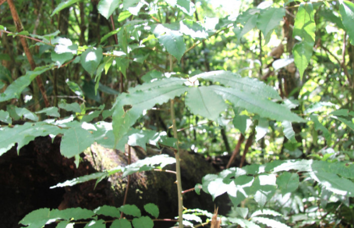 Figura 28.Plantas hospederas <i>Zanthoxylum melanostictum</i></i> (Rutaceae). Donde se alimentando la larva de <i>Heraclides pallas</i></i> (Papilionidae), parte enfocada arbusto.