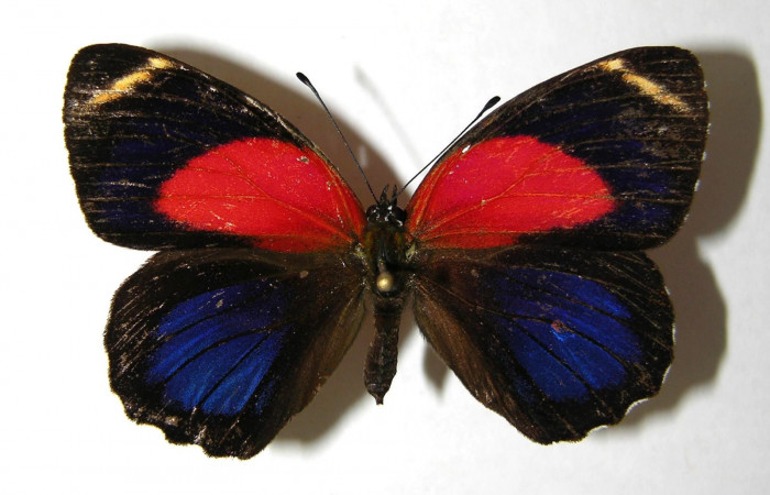 Fig. 1 Adulto dorsal <i>Callicore titania</i></i> (Nymphidae). Pasmompa, Sector Pitilla, 440m. 06-SRNP-31312-DHJ351252.
