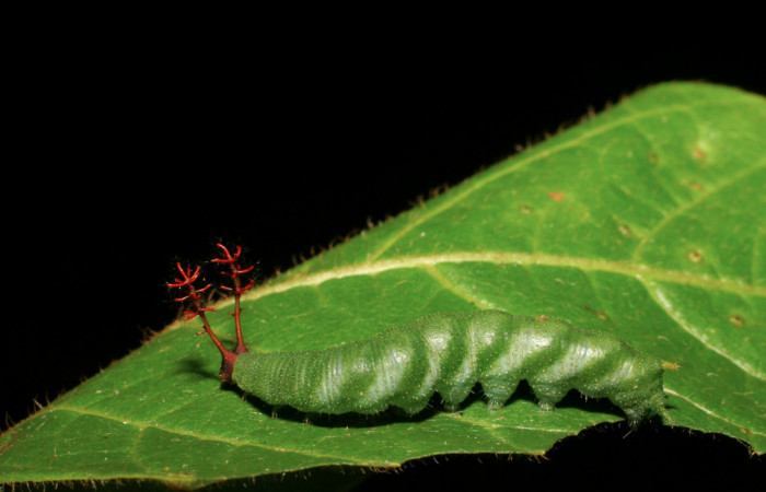  Fig. 3 Larva dorsal entera de <i>Callicore texa</i></i> (Nymphalidae). Pasmompa, Sector Pitilla. 440m.06-SRNP-31312-DHJ425101.