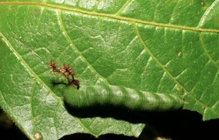  Fig. 4 Larva dorsal entera de <i>Callicore tita[nia/i] (Nymphalidae). Pasmompa, Sector Pitilla. 06-SRNP-31312-DHJ425103.