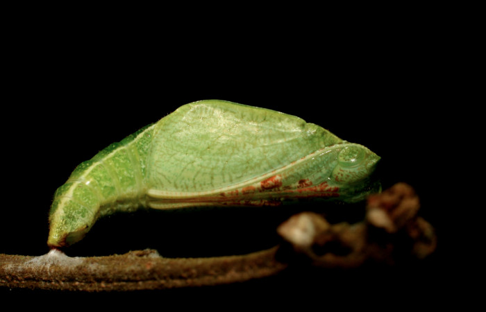  Fig. 5 Larva pupa entera <i>Callicore titania</i></i> (Nymphalidae). Pasmompa, Sector Pitilla. 440m.08-SRNP-32149-DHJ445801.