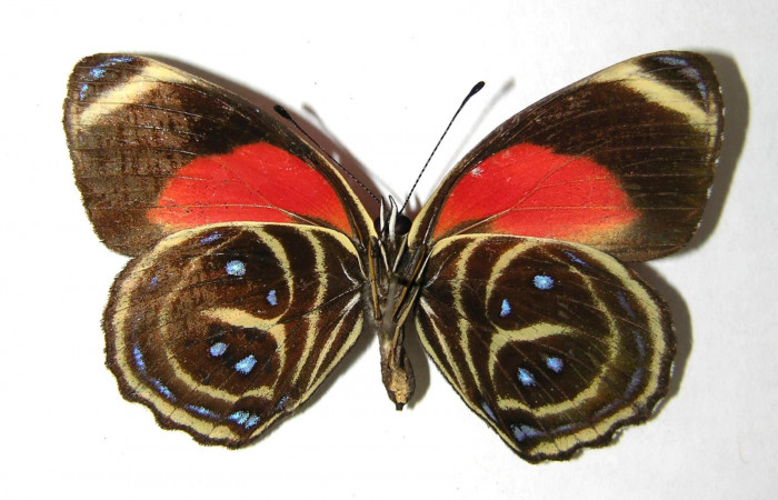 Fig. 2 Adulto ventral <i>Callicore titania</i></i> (Nymphalidae). Pasmompa, Sector Pitilla, 440m. 06-SRNP-31312-DHJ351253.