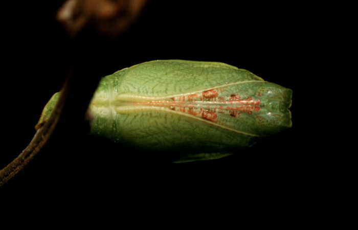  Fig. 6 pupa dorsal entera  <i>Callicore titania</i></i> (Nymphalidae). Pasmompa, Sector Pitilla. 440m.440m.08-SRNP-32149-DHJ445802