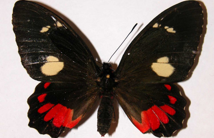 Figura 8. Adulto de <i>Parides childrenae</i></i> (Papilionidae), hembra vista dorsal, localidad Sendero Abajo Sector Cacao ACG (1020m). Voucher: 00-SRNP-10864-DHJ34418.jpg.