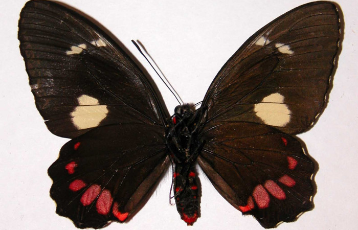 Figura 9. Adulto de <i>Parides childrenae</i></i> (Papilionidae), hembra vista ventral, localidad Sendero Abajo Sector Cacao ACG (1020m). Voucher: 00-SRNP-10864-DHJ34419.jpg.