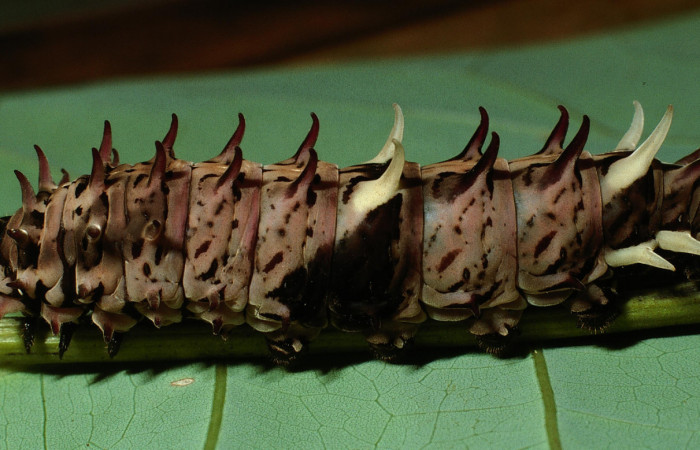 Figura 4. Larva <i>Parides childrenae</i></i> (Papilionidae), último estadío (U) vista lateral, localidad Camino Rio Francia Sector Rincón Rain Forest ACG (410m). Voucher: 03-SRNP-11135-DHJ75554.jpg.