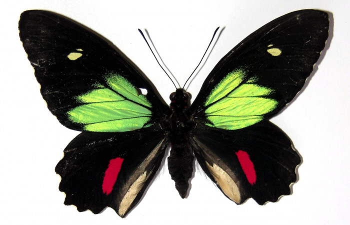 Figura 10. Adulto de <i>Parides childrenae</i></i> (Papilionidae), macho vista dorsal, localidad Camino Rio Francia Sector Rincón Rain Forest ACG (410m). Voucher: 03-SRNP-11135-DHJ97338.jpg.