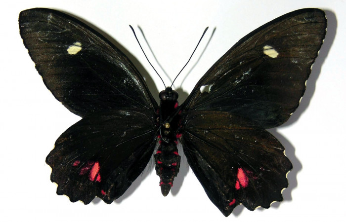 Figura 11. Adulto de <i>Parides childrenae</i></i> (Papilionidae), macho vista ventral, localidad Camino Rio Francia Sector Rincón Rain Forest ACG (410m). Voucher: 03-SRNP-11135-DHJ97339.jpg.