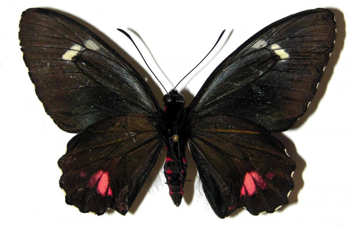 Figura 1. Adulto de <i>Parides childrenae</i></i> (Papilionidae), macho vista dorsal, localidad Puente Palma Sector San Cristóbal ACG (460m). Voucher: 05-SRNP-3261-DHJ309895.jpg.