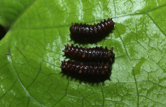 Figura 2. Larvas <i>Parides childrenae</i></i> (Papilionidae), segundo estadío (II) vista dorsal, localidad Medrano Estación Biológica Quica Sector Pitilla ACG (380m). Voucher: 14-SRNP-71872-DHJ726154.jpg.