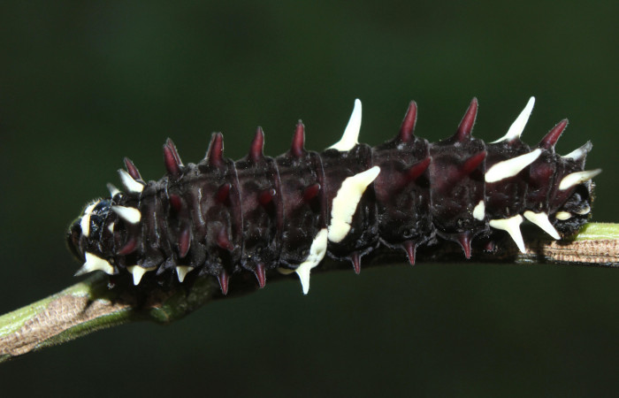 Figura 3. Larva <i>Parides childrenae</i></i> (Papilionidae), penúltimo estadío (PU) vista dorsal, localidad Medrano Estación Biológica Quica Sector Pitilla ACG (380m). Voucher: 14-SRNP-71959-DHJ726288.jpg.