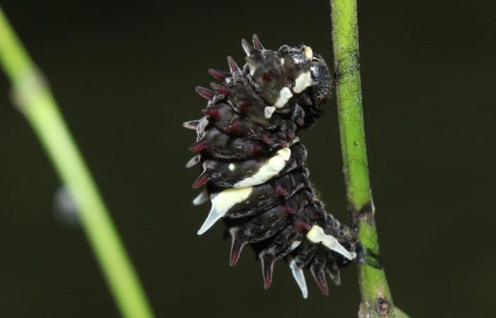 Figura 5. Prepupa de <i>Parides childrenae</i></i> (Papilionidae), vista lateral, localidad Medrano Estación Biológica Quica Sector Pitilla ACG (380m). Voucher: 14-SRNP-71959-DHJ726342.jpg.
