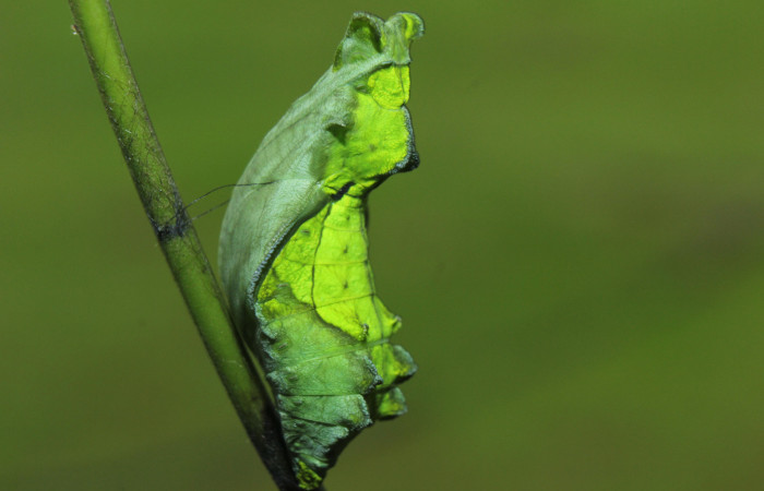 Figura 6. Pupa de <i>Parides childrenae</i></i> (Papilionidae), vista lateral, localidad Medrano Estación Biológica Quica Sector Pitilla ACG (380m). Voucher: 14-SRNP-71959-DHJ726347.jpg.