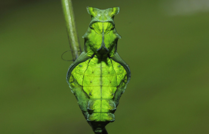 Figura 7. Pupa de <i>Parides childrenae</i></i> (Papilionidae), vista dorsal, localidad Medrano Estación Biológica Quica Sector Pitilla ACG (380m). Voucher: 14-SRNP-71959-DHJ726349.jpg.