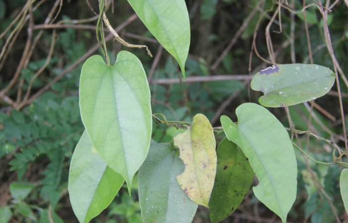 Figura 12. Planta hospedera de <i>Parides childrenae</i></i> (Papilionidae), esta planta se llama <i>Aristolochia tonduzii</i></i> (Aristolochiaceae), localidad Bullas Estación Biológica Quica Sector Pitilla ACG (440m).
