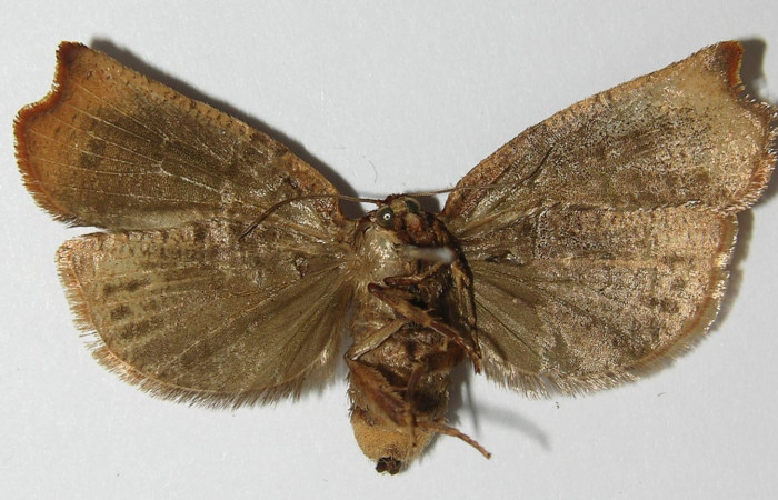 Figura 4. Adulto de <i>Anacrusis ellensatterleeae</i></i> (hembra), vista ventral. (01-SRNP-21522-DHJ558777).