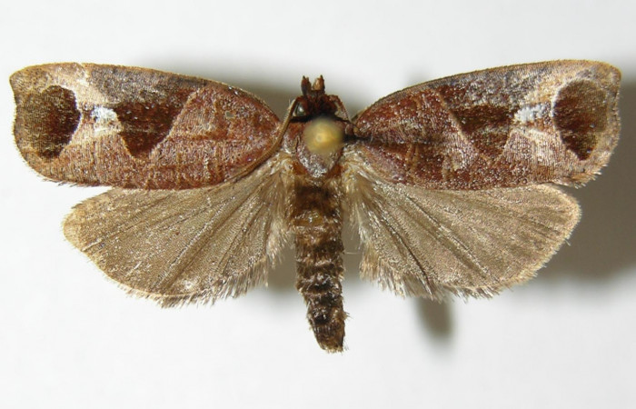 Figura 1. Adulto de <i>Anacrusis ellensatterleeae</i></i> (macho), vista dorsal. (02-SRNP-9033-DHJ340468).