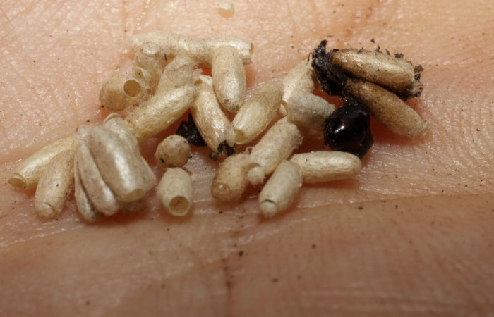 Figura 14. Capullos de Braconidae, <i>Apanteles vannesabrenesae</i></i> parásito que ataca a la larva <i>Anacrusis ellensatterleeae</i></i>. (06-SRNP-35922-DHJ467730).