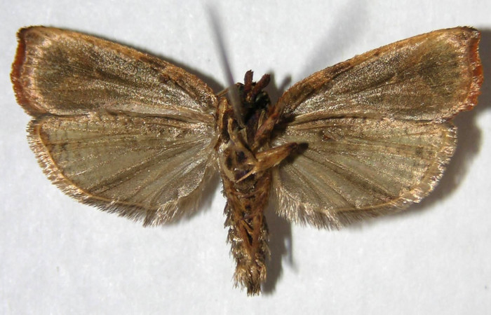 Figura 2. Adulto de <i>Anacrusis ellensatterleeae</i></i> (macho), vista ventral. (06-SRNP-36805-DHJ360369).