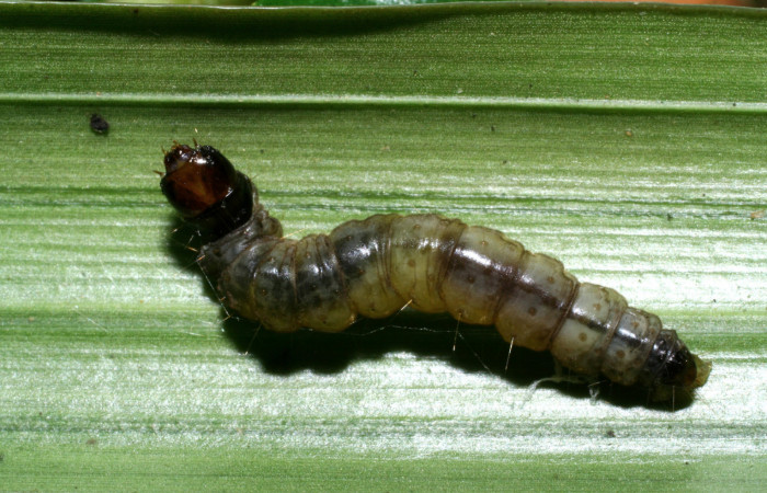 Figura 7. Larva <i>Anacrusis ellensatterleeae</i></i>, Tortricidae, vista dorsal. (08-SRNP-36394-DHJ441593).