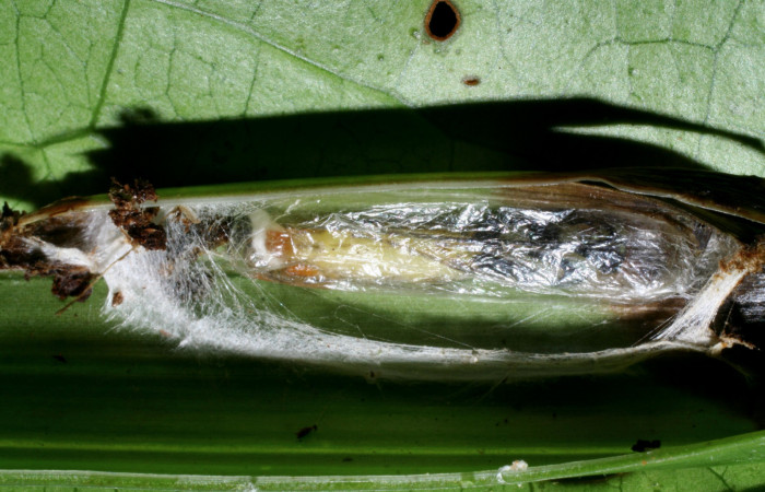 Figura 12. Detalle capullo de la familia Ichneumonidae <i>Zaglyptomorpha auxiliadorae</i></i>, parásito que ataca a la larva de <i>Anacrusis ellensatterleeae</i></i>. Voucher: 08-SRNP-36394-DHJ446362).