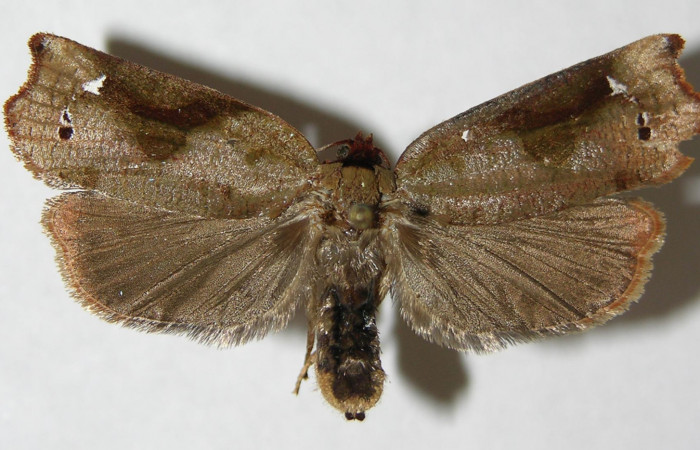 Figura 3. Adulto de <i>Anacrusis ellensatterleeae</i></i> (hembra), vista dorsal. (08-SRNP-36446-DHJ502868).