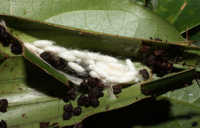 Figura 13. Capullos de Braconidae, <i>Apanteles vannesabrenesae</i></i> parásito que ataca a la larva <i>Anacrusis ellensatterleeae</i></i>. (12-SRNP-35304-DHJ490149).